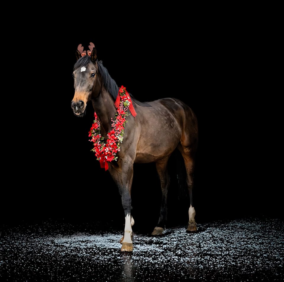 Bay horse wearing a red Christmas garland against a black background